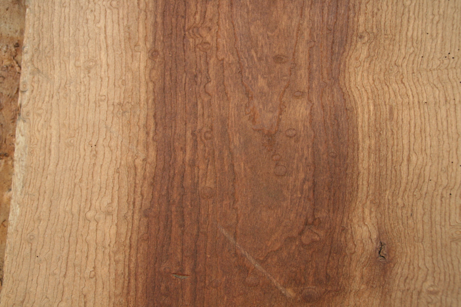 玉杢 一枚板のテーブル,無垢の一枚板販売,木目のカウンター,ケヤキ